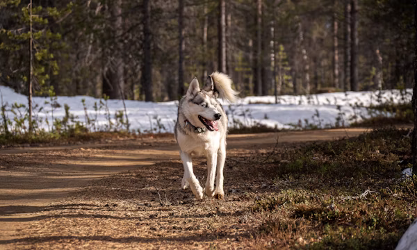 Balto i miasto Nome